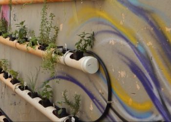 alimentação-saudável-no-sesc-sao-carlos-projeto-abre-inscrições