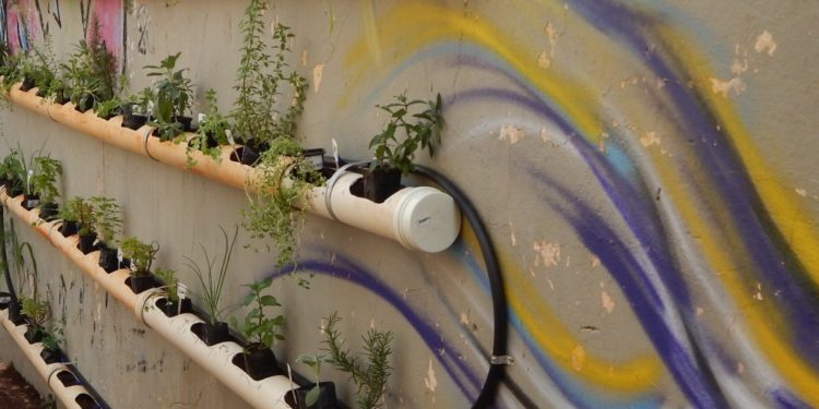 alimentação-saudável-no-sesc-sao-carlos-projeto-abre-inscrições