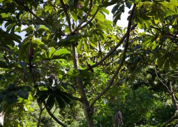 Estudantes de escolas municipais de SP plantam árvores nativas da Mata Atlântica