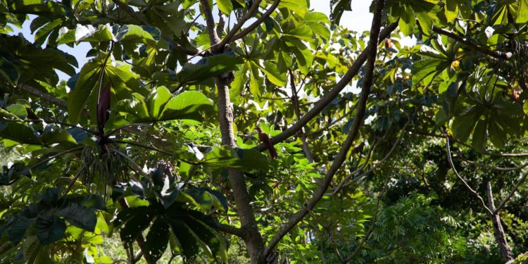 Estudantes de escolas municipais de SP plantam árvores nativas da Mata Atlântica