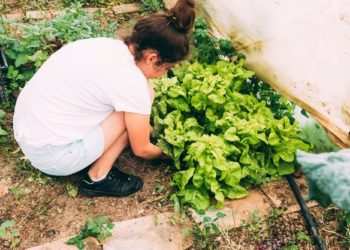 Hortas urbanas e clima: Prefeitura de SP promove seminário