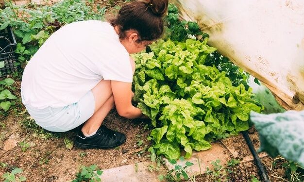Hortas urbanas e clima: Prefeitura de SP promove seminário