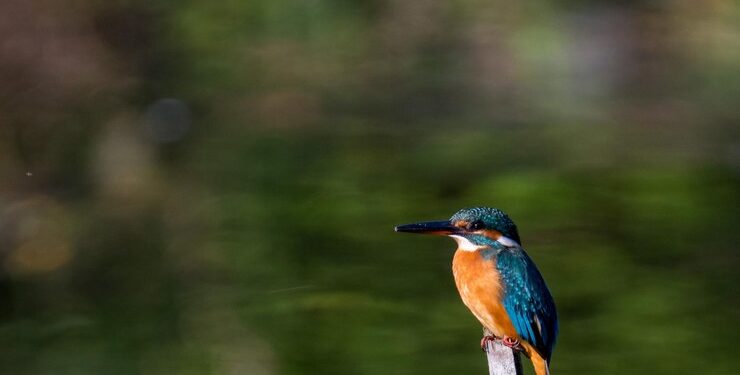 Turismo de observação de aves: Setur-BA inicia em Lençóis série de capacitações