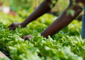 Horta urbana agroflorestal movimenta economia solidária na zona Leste de SP