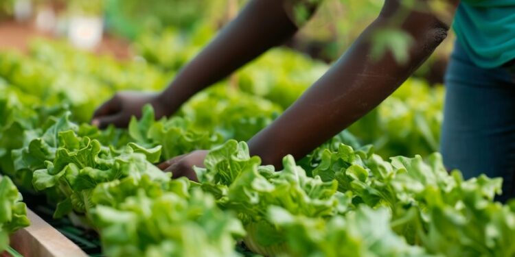 Horta urbana agroflorestal movimenta economia solidária na zona Leste de SP