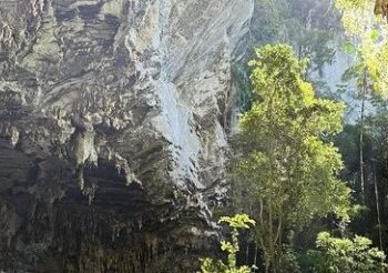 Sustentabilidade na Mata Atlântica da Bahia: Saiba mais