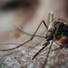 Dengue em São Paulo: Estado registra o maior número de casos