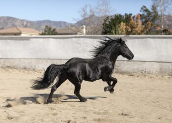 Gonçalo Borges Torrealba: a trajetória de um advogado que virou referência no mercado de cavalos de elite