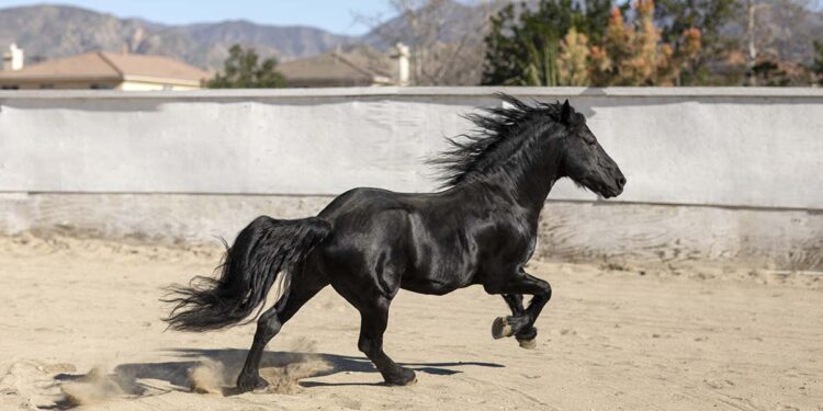 Gonçalo Borges Torrealba: a trajetória de um advogado que virou referência no mercado de cavalos de elite