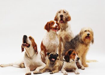 Evento de adoção em São Paulo reúne mais de 300 cães e gatos neste sábado