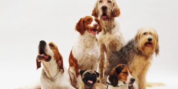 Evento de adoção em São Paulo reúne mais de 300 cães e gatos neste sábado